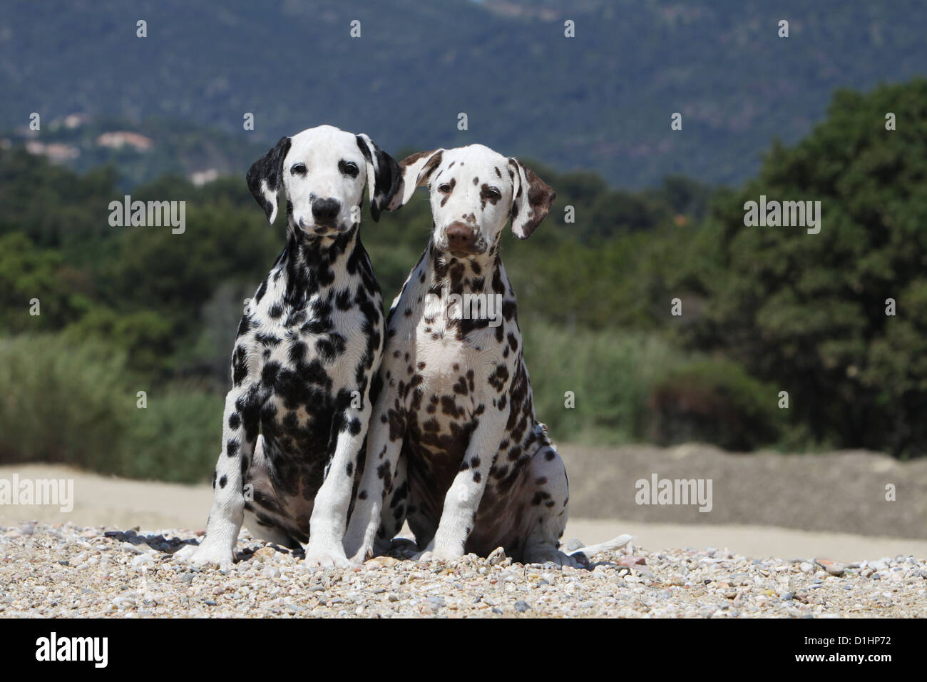 Dog Dalmatian / Dalmatiner / Dalmatien two puppies different colors sitting on the beach Stock Photo