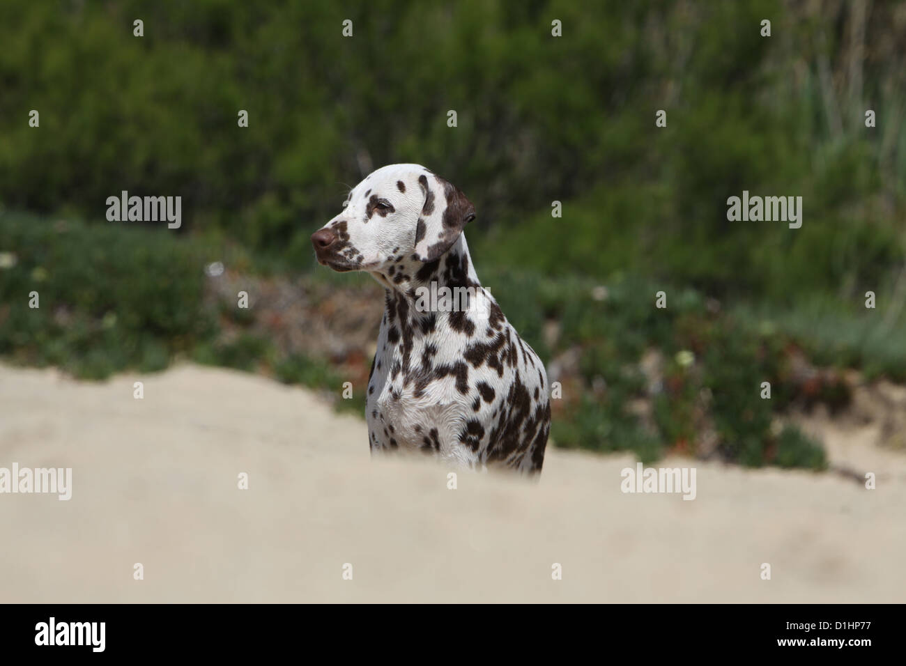 Dog Dalmatian / Dalmatiner / Dalmatien puppy standing profile on the beach Stock Photo