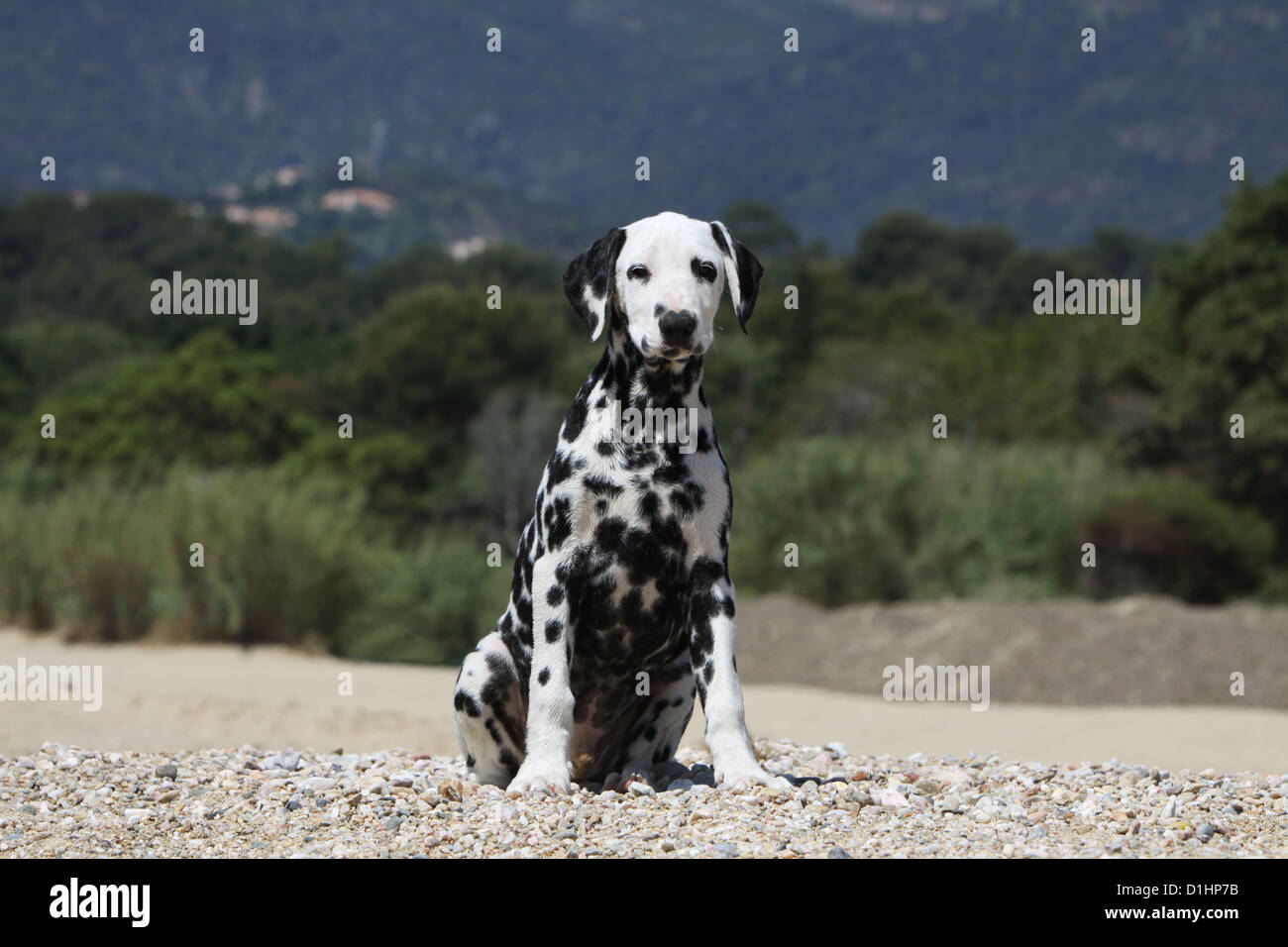 Dog Dalmatian / Dalmatiner / Dalmatien puppy sitting on the beach Stock Photo