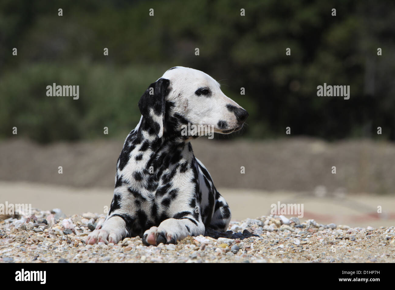 Dog Dalmatian / Dalmatiner / Dalmatien puppy lying on the ground Stock Photo