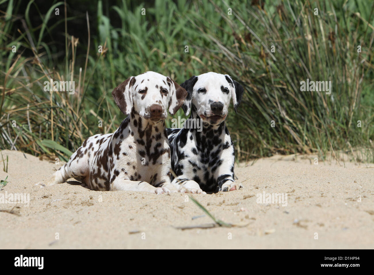Dog Dalmatian / Dalmatiner / Dalmatien two puppies different colors lying on the sand Stock Photo