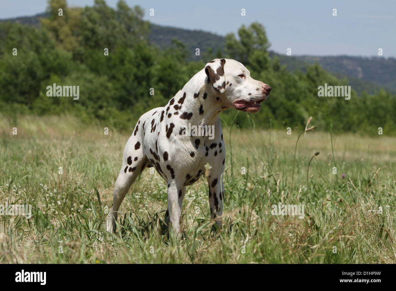 Liver spotted dalmatian hi-res stock photography and images - Alamy