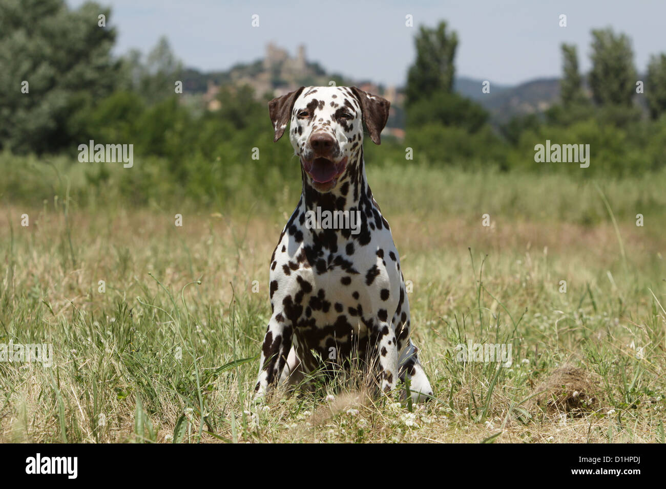 Dog Dalmatian / Dalmatiner / Dalmatien adult sitting in a meadow Stock ...