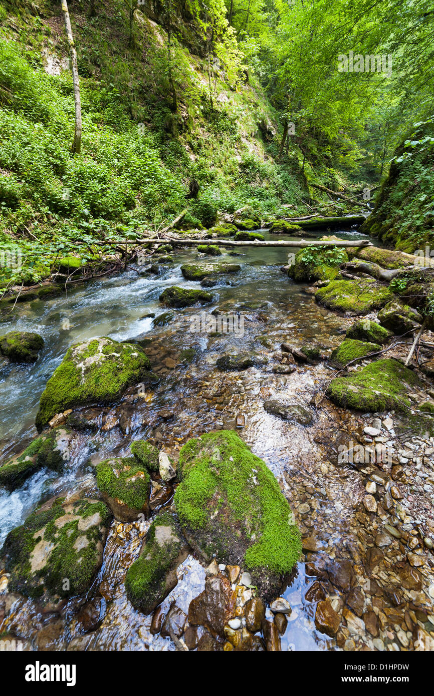 Landscape with lush forest and a river flowing through mossy boulders ...