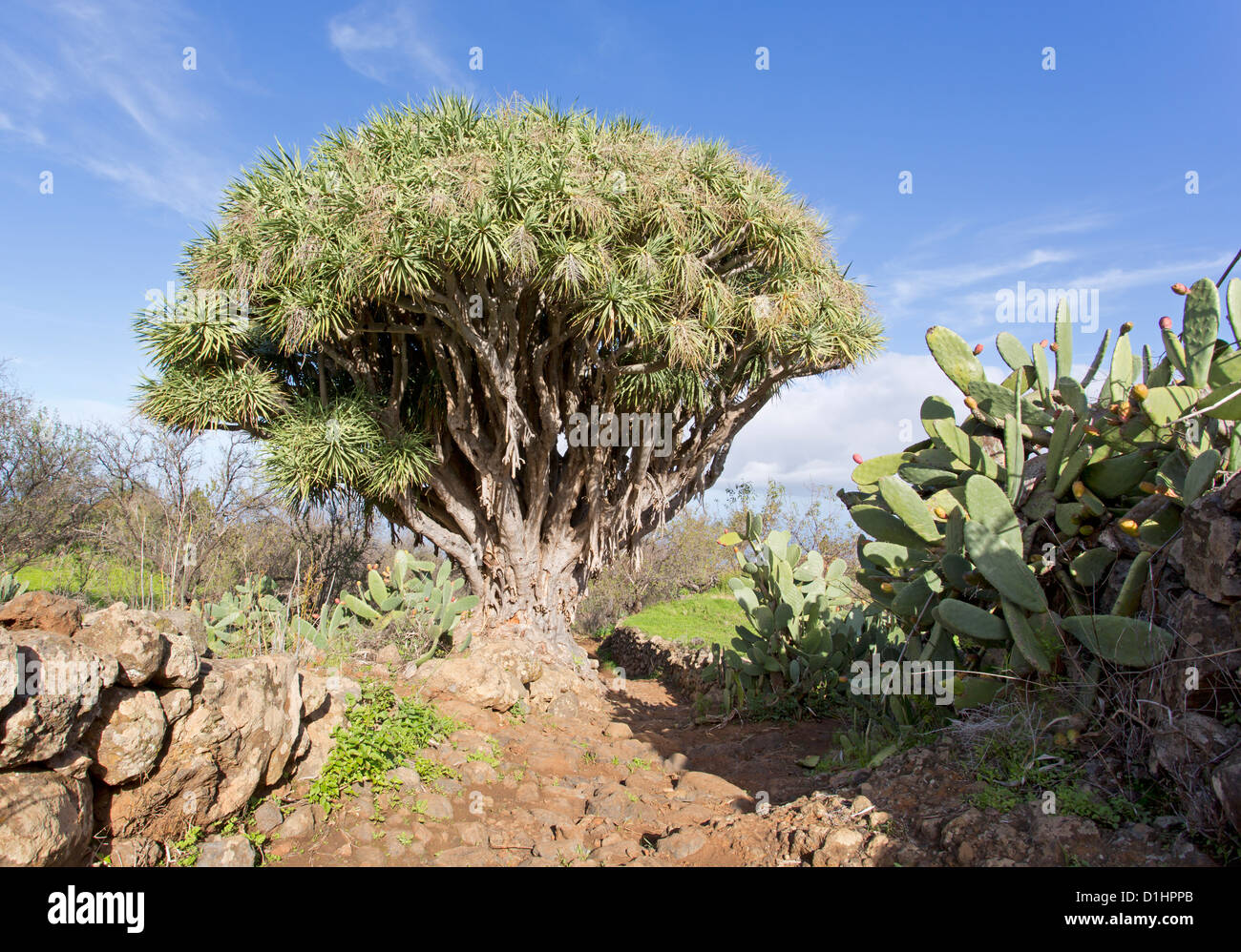Dragon tree / Dracaena draco Stock Photo