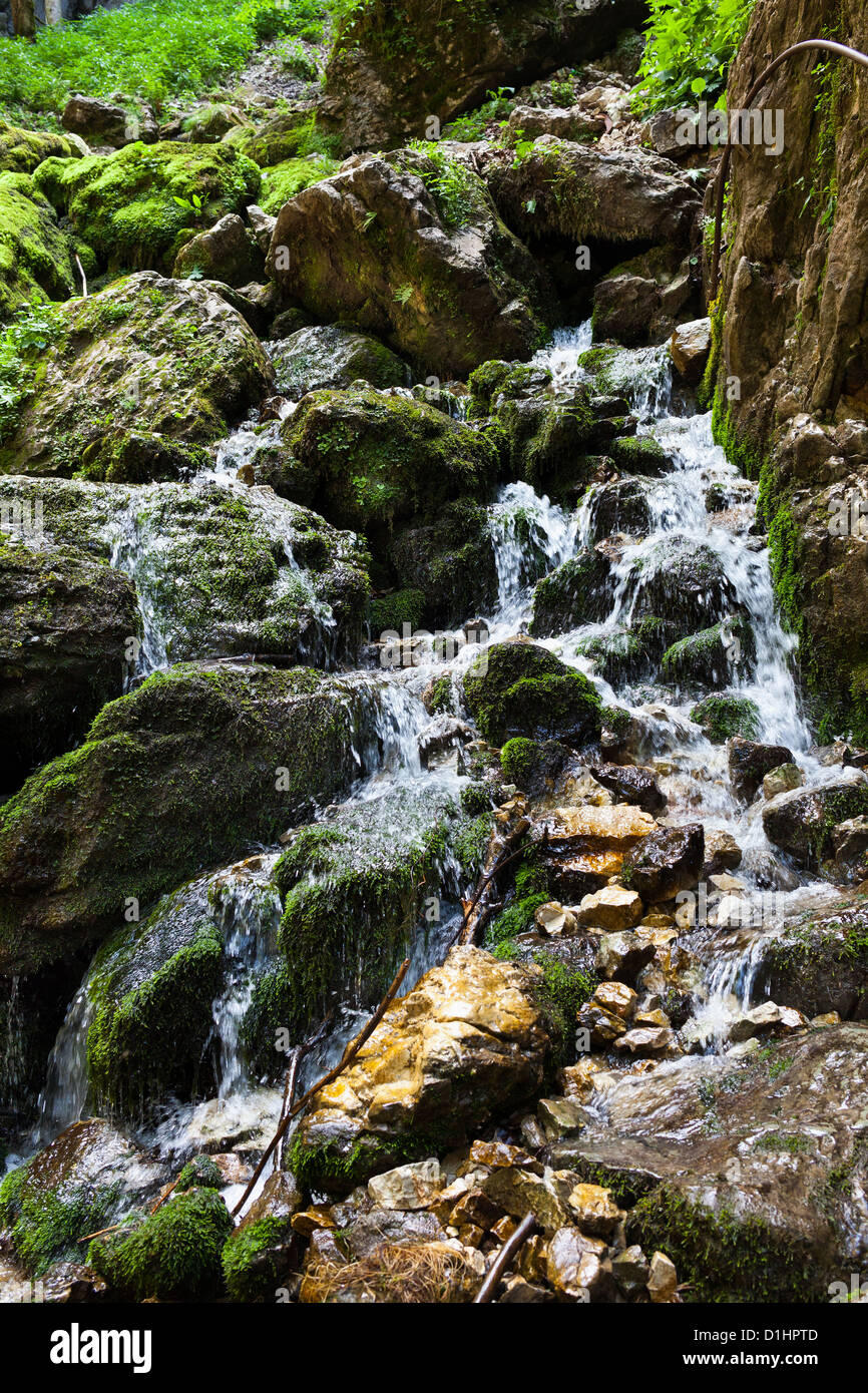 Landscape with lush forest and a river flowing through mossy boulders ...