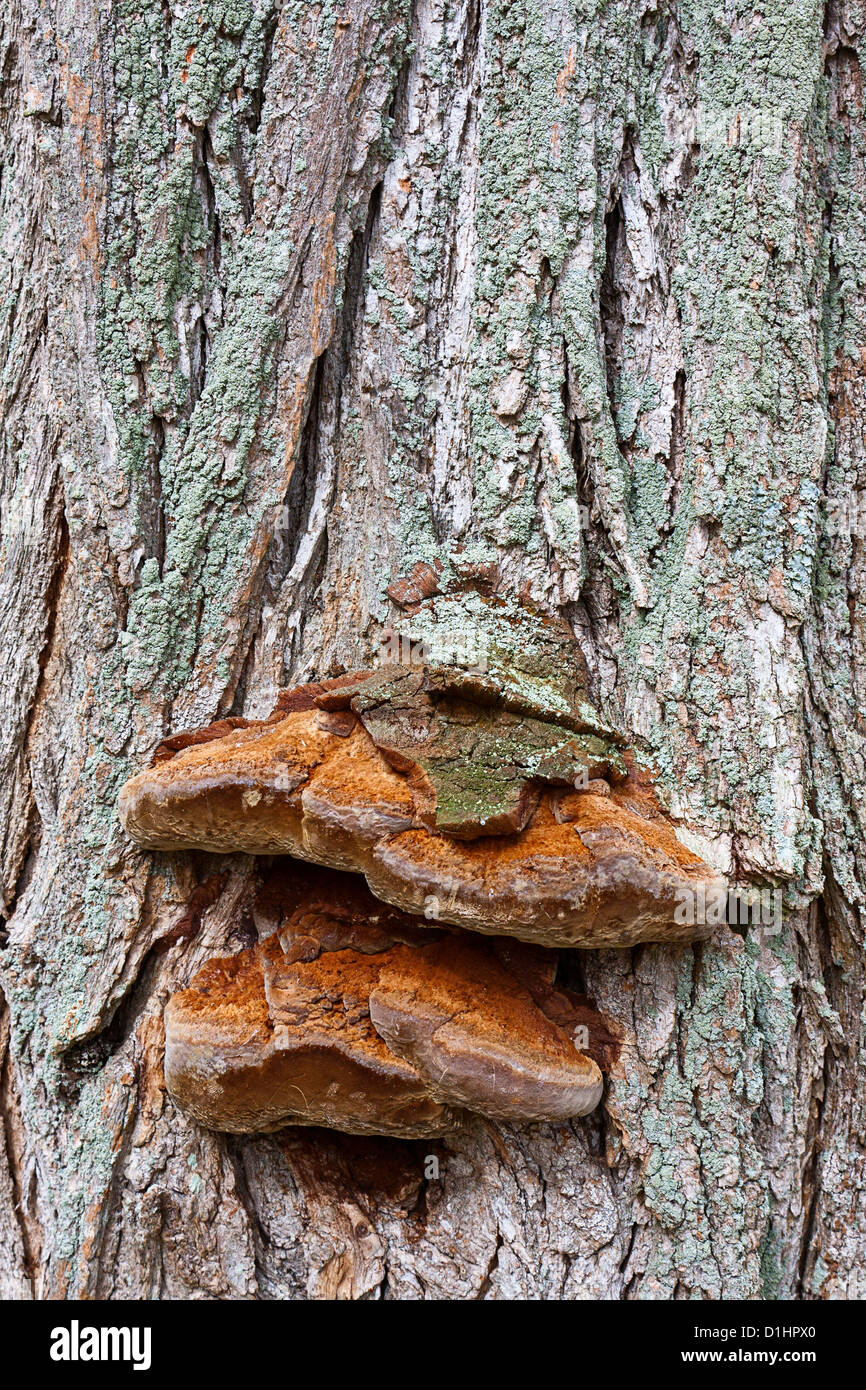 Bracket fungi, also known as shelf fungi, on a tree. Stock Photo