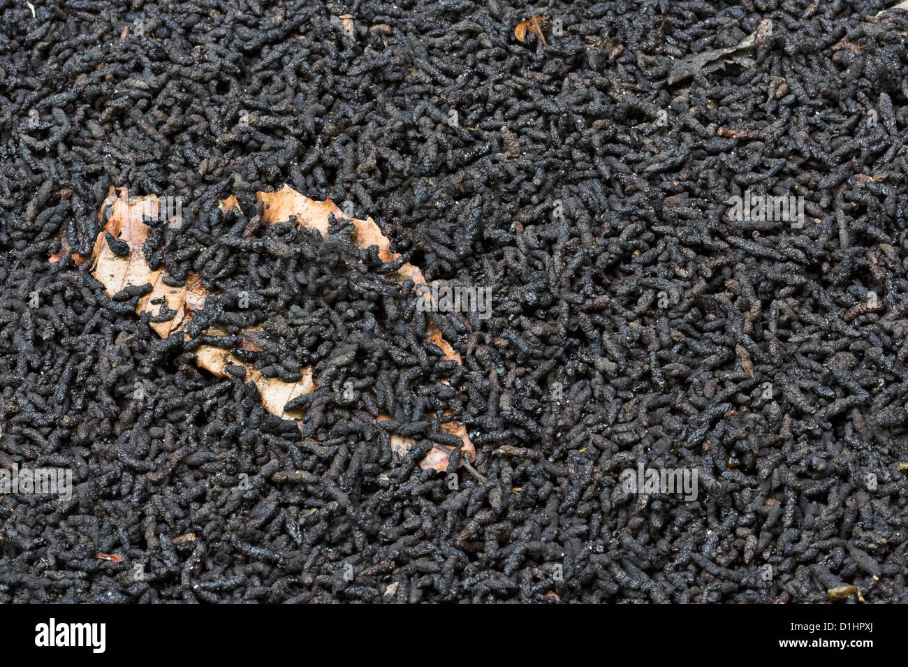 A pile of bat droppings below a bat shelter Stock Photo Alamy