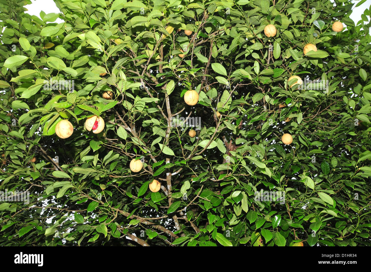 Nutmeg fruits, with ripening and splitting to reveal red mace, on tree