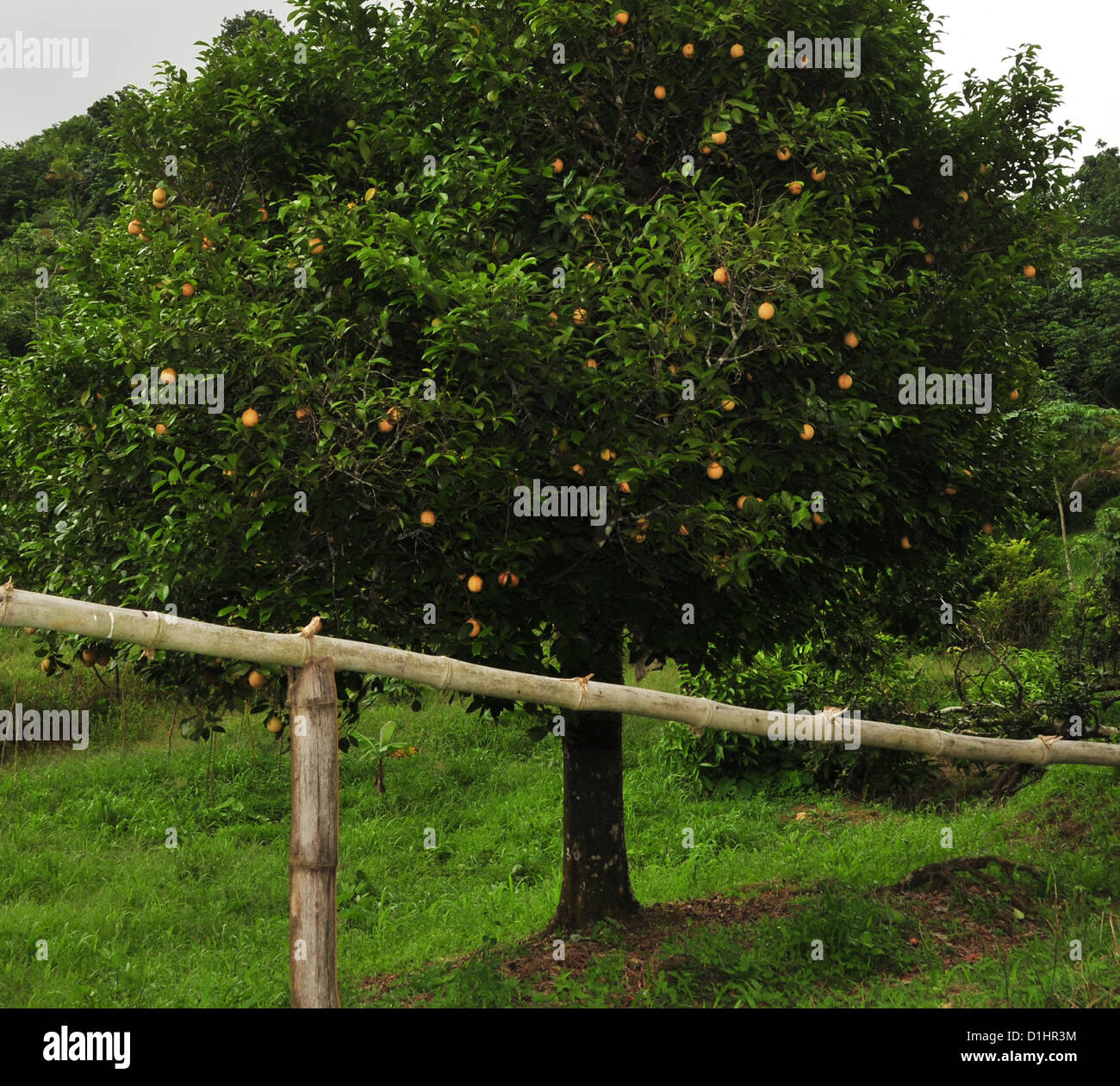 Nutmeg Tree Cultivation