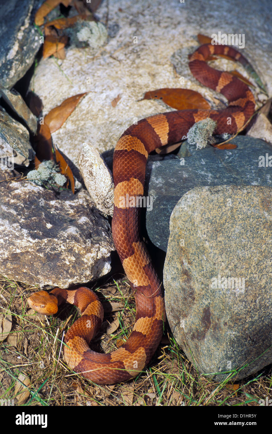Broad banded copperhead snake hires stock photography and images Alamy