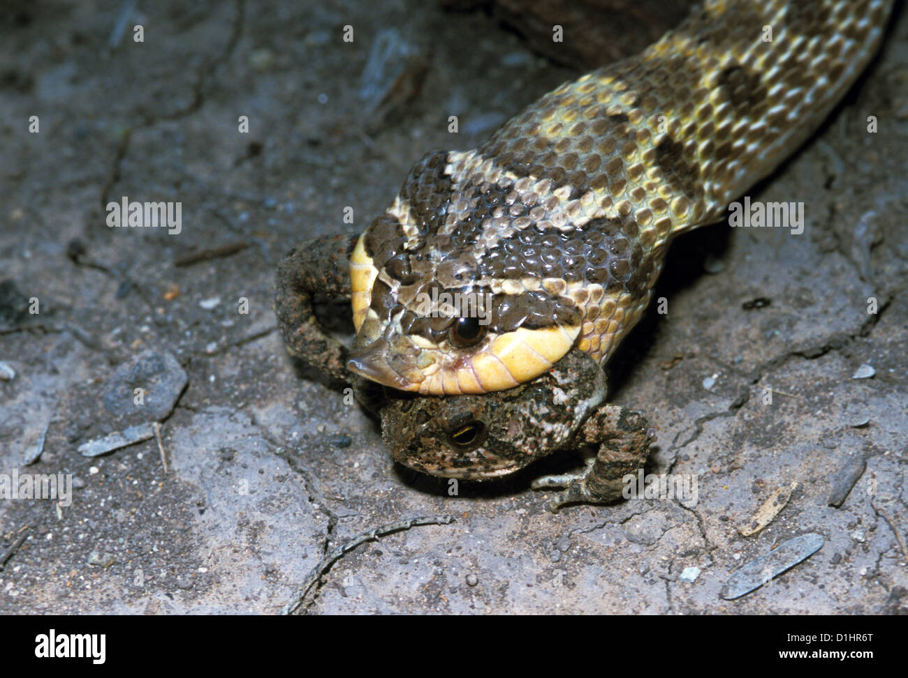 Mexican Hognose Snake eating a Woodhouse's Toad Heterodon kennerlyi Cochise County, Arizona, United States August Adult Stock Photo