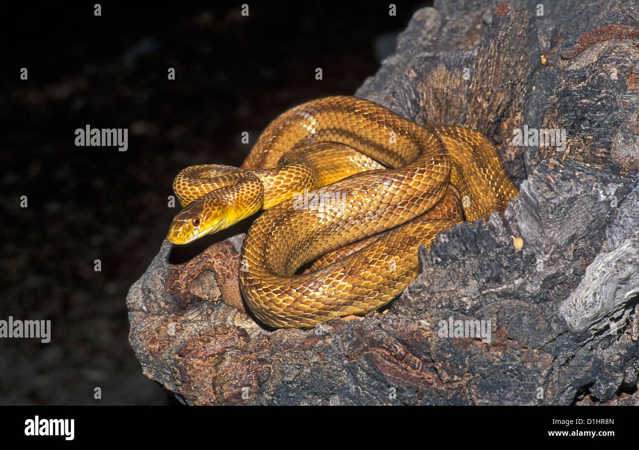 Western Rat Snake Scotophis obsoletus south Florida, United States September Adult Colubridae Yellow Rat Snake Stock Photo