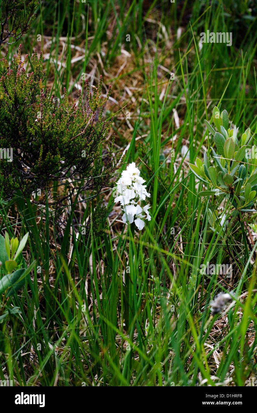 Heath Spotted Orchid white variant  in marshland on Rubh an Dunain  Peninsular Loch Brittle Isle of Skye Scotland Stock Photo