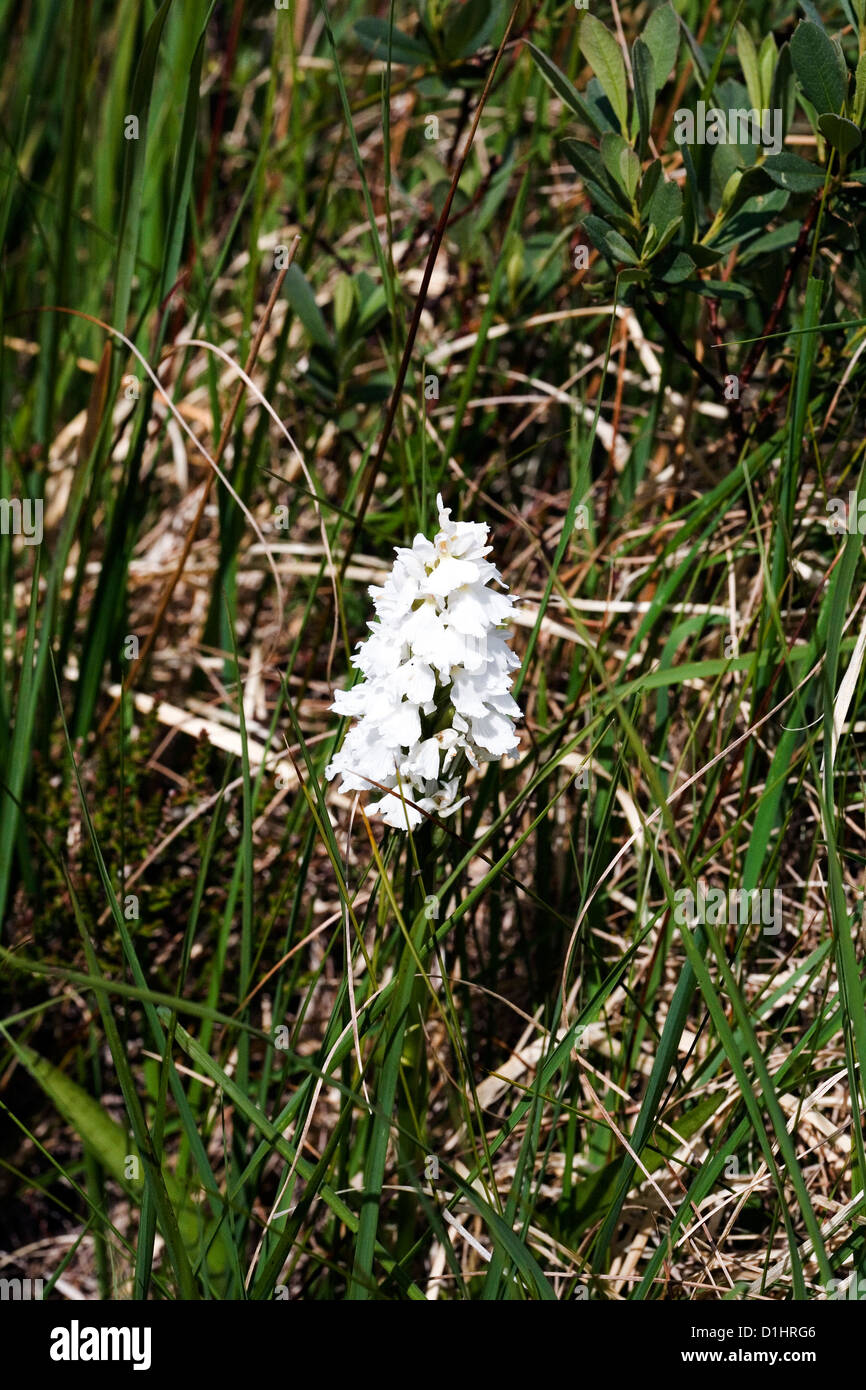 Heath Spotted Orchid white variant  in marshland on Rubh an Dunain  Peninsular Loch Brittle Isle of Skye Scotland Stock Photo