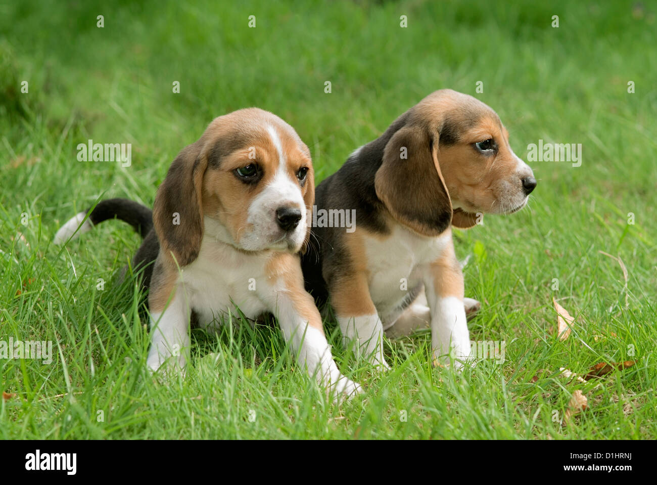 Beagle puppies in the garden Stock Photo