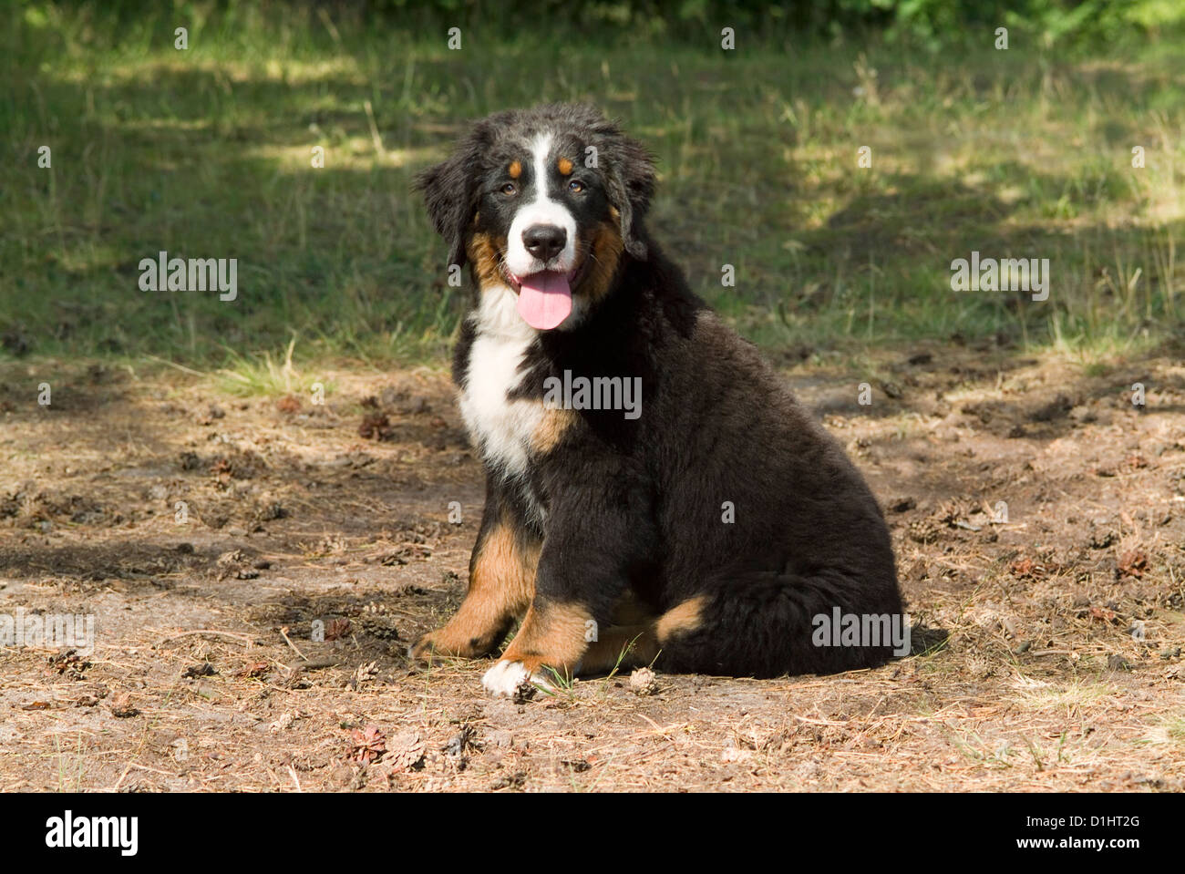 Bernese Mountain dog puppy Stock Photo