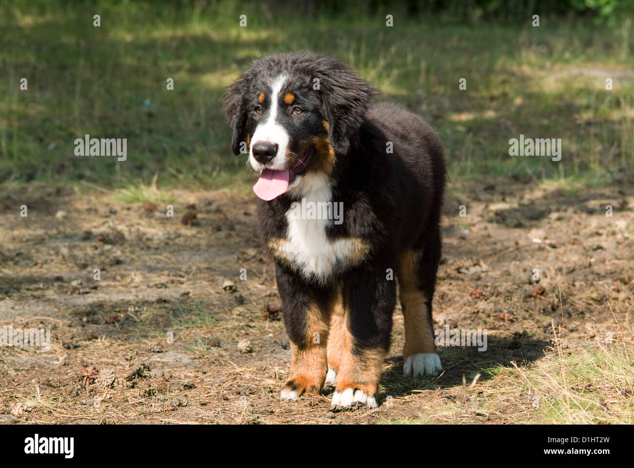 Bernese Mountain dog puppy Stock Photo
