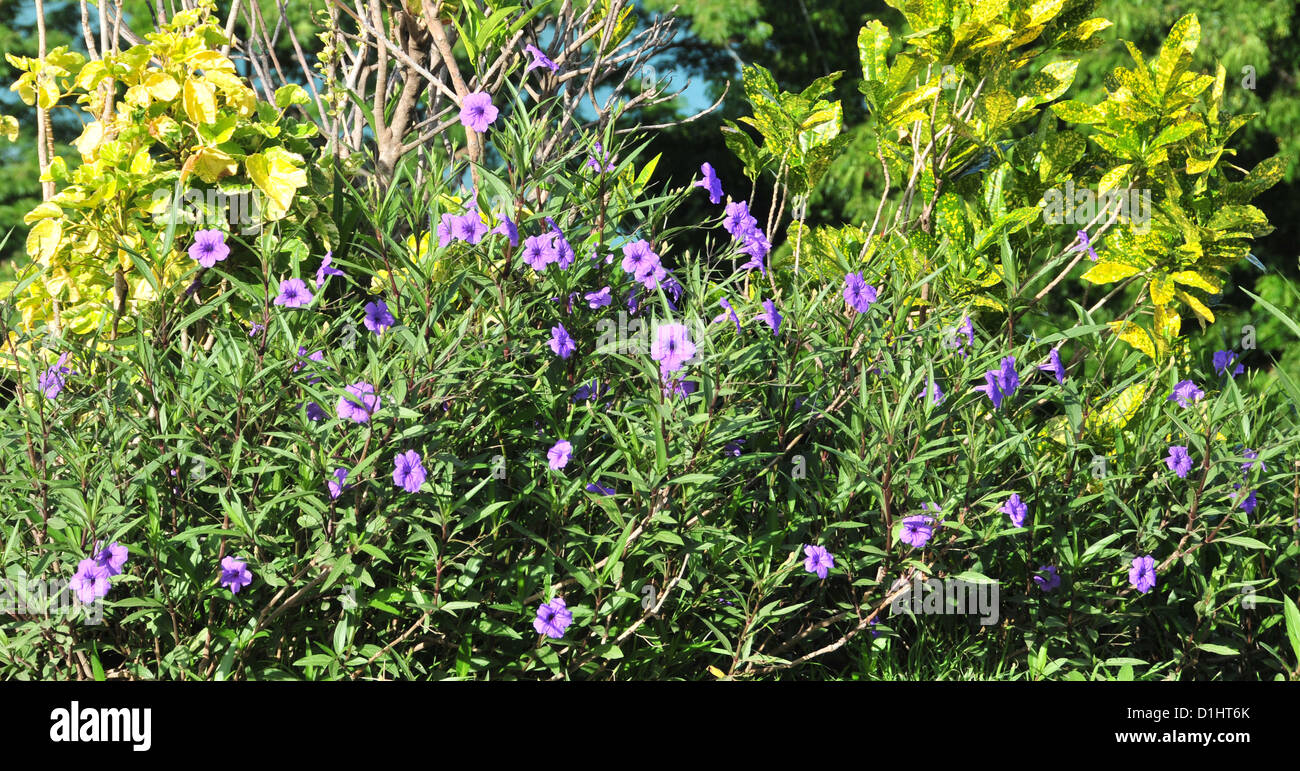 Tropical Flowers Grenada High Resolution Stock Photography and Images