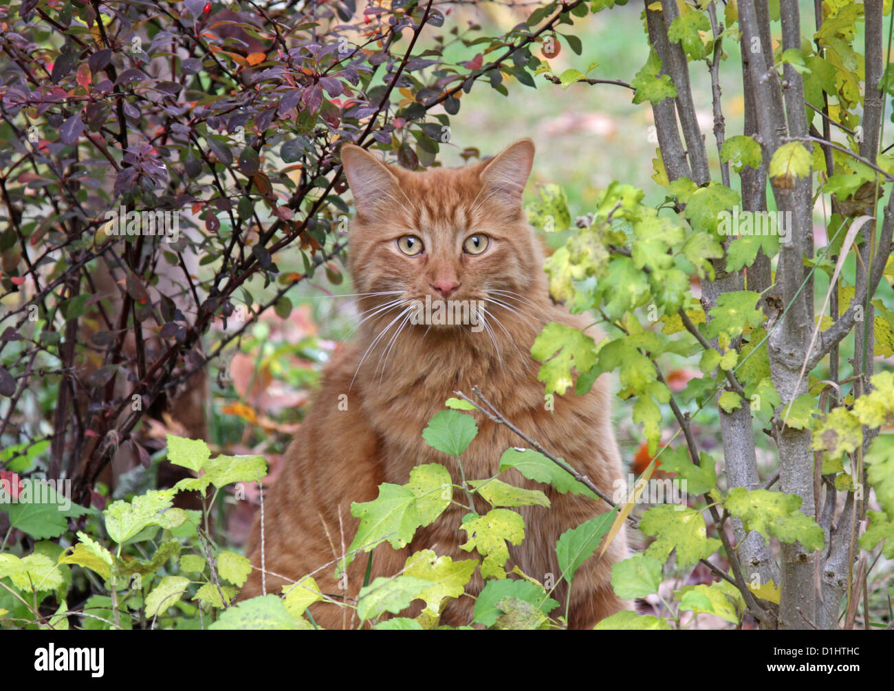 Tabby Cat in a Garden Stock Photo