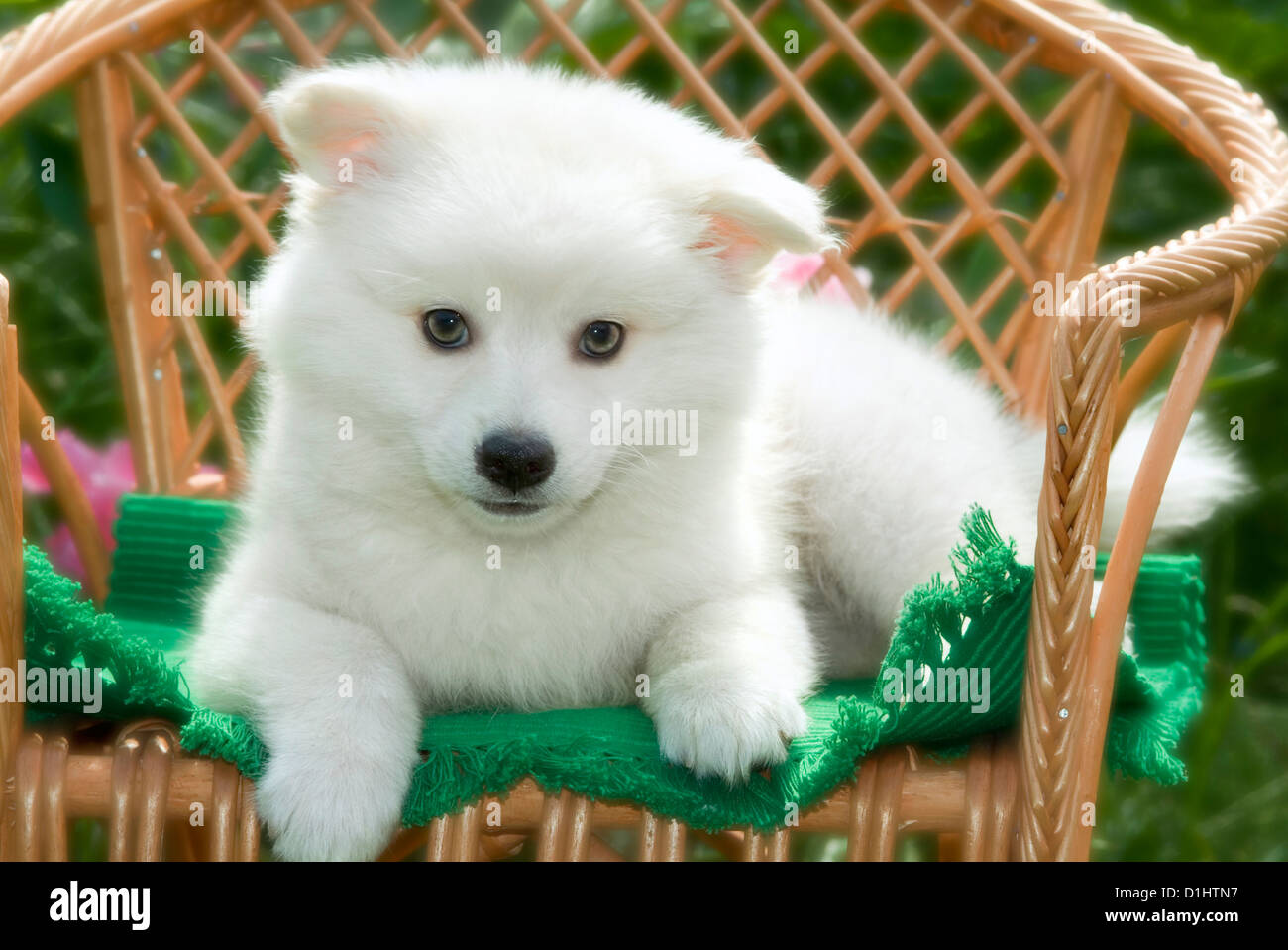 Spitz Pups High Resolution Stock Photography And Images Alamy