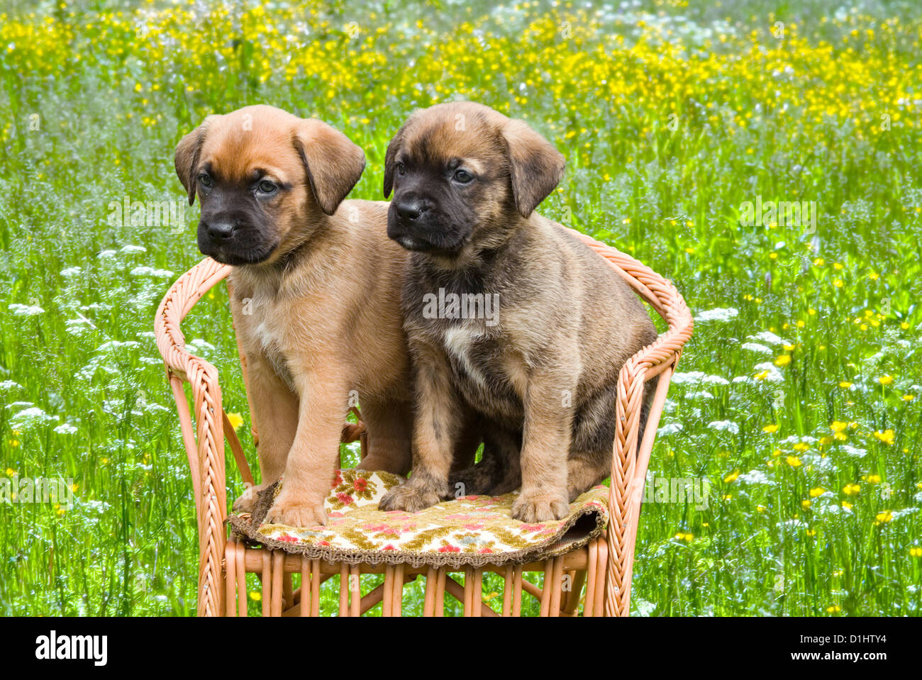 Half breed puppies in the garden Stock Photo