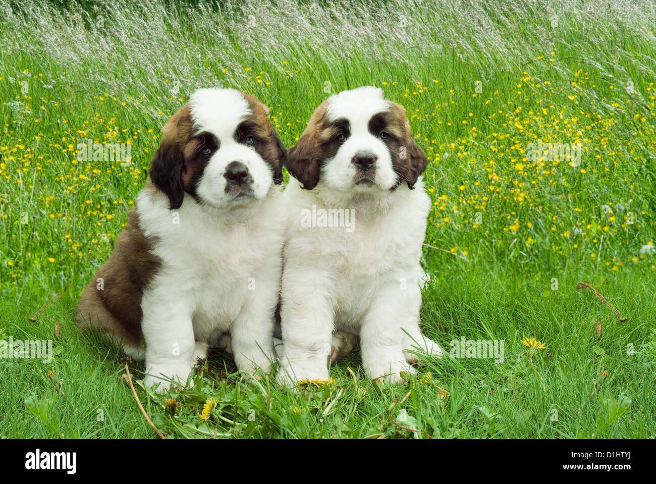 Young Saint Bernard Puppy dogs Stock Photo
