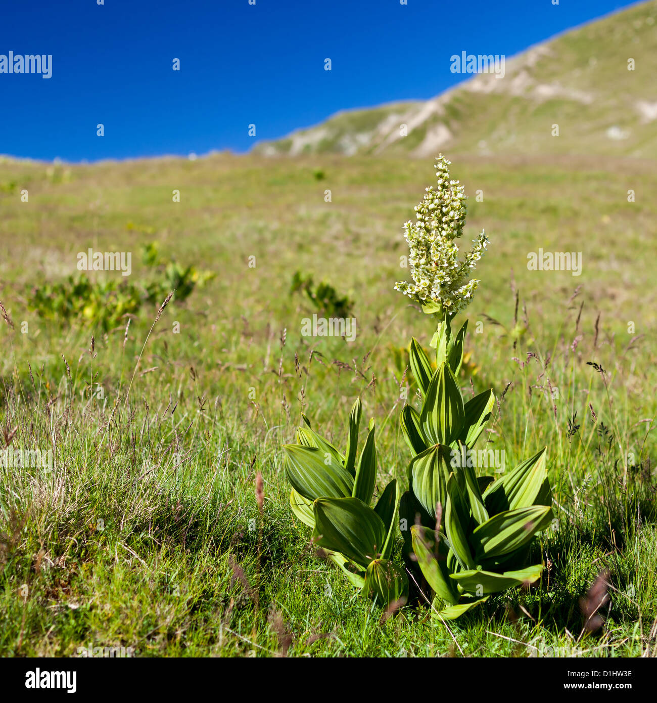 White Hellebore (Veratrum Album) poisonous mountain flower Stock Photo