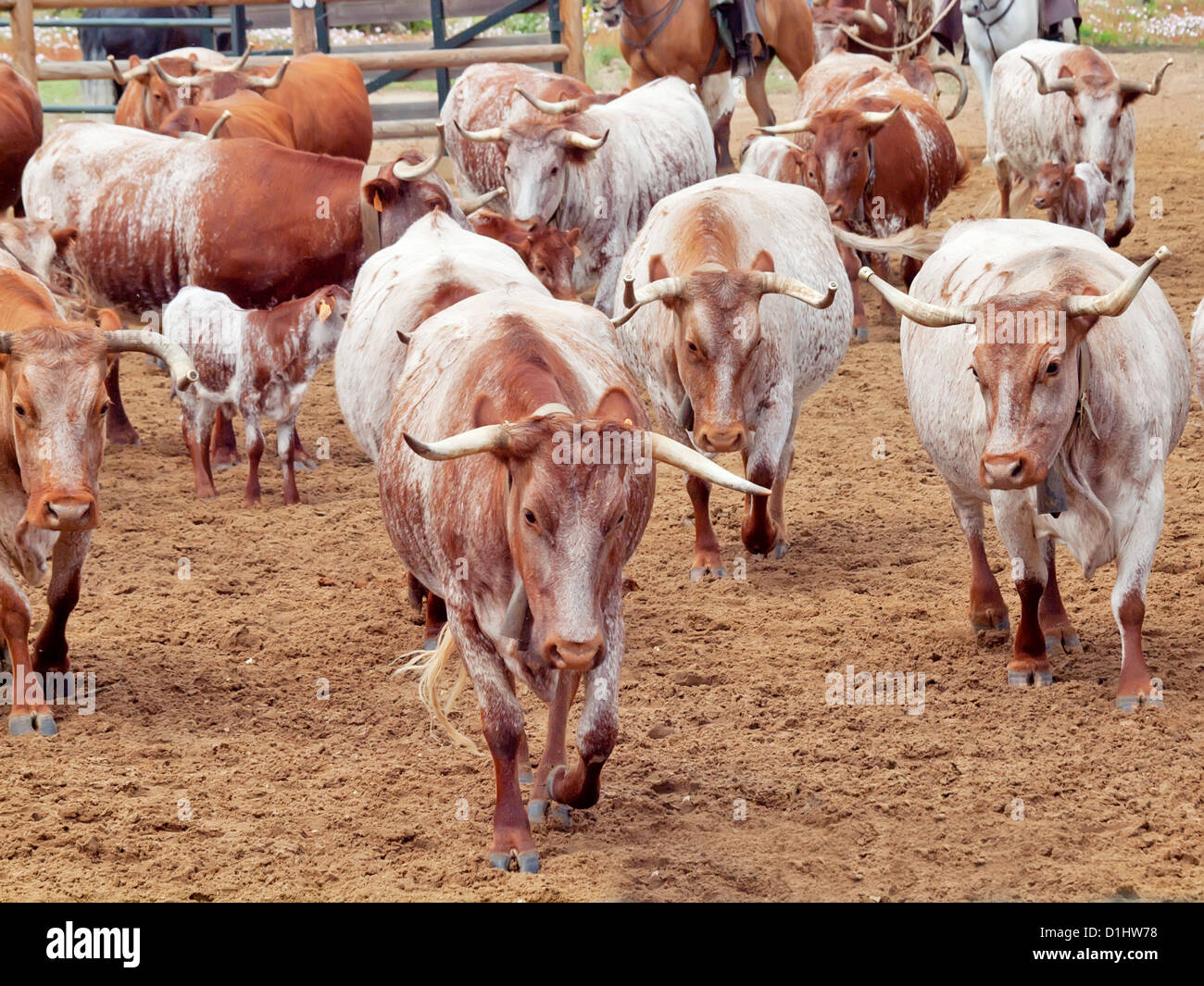 Andalusia cows hires stock photography and images Alamy