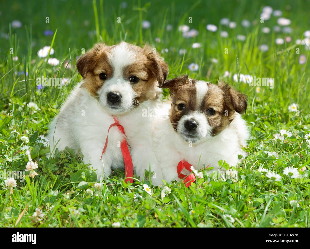 Half breed puppies in the garden Stock Photo