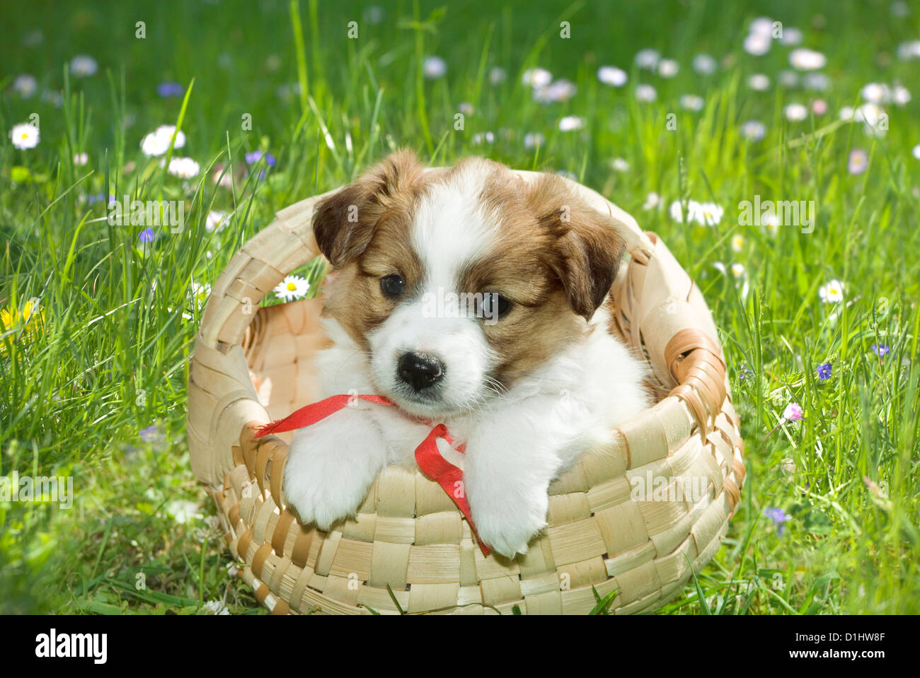 Half breed mongrel dog hi-res stock photography and images - Alamy