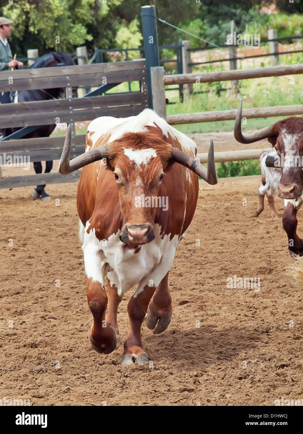 Running cow and calf hires stock photography and images Alamy
