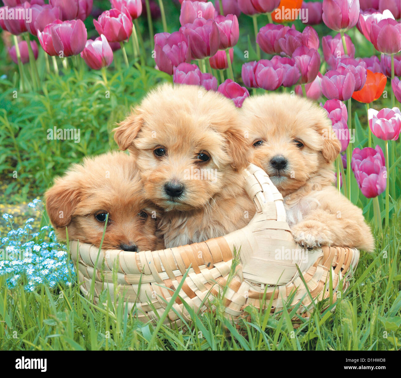 Young Cute Puppies In The Flowers Stock Photo Alamy