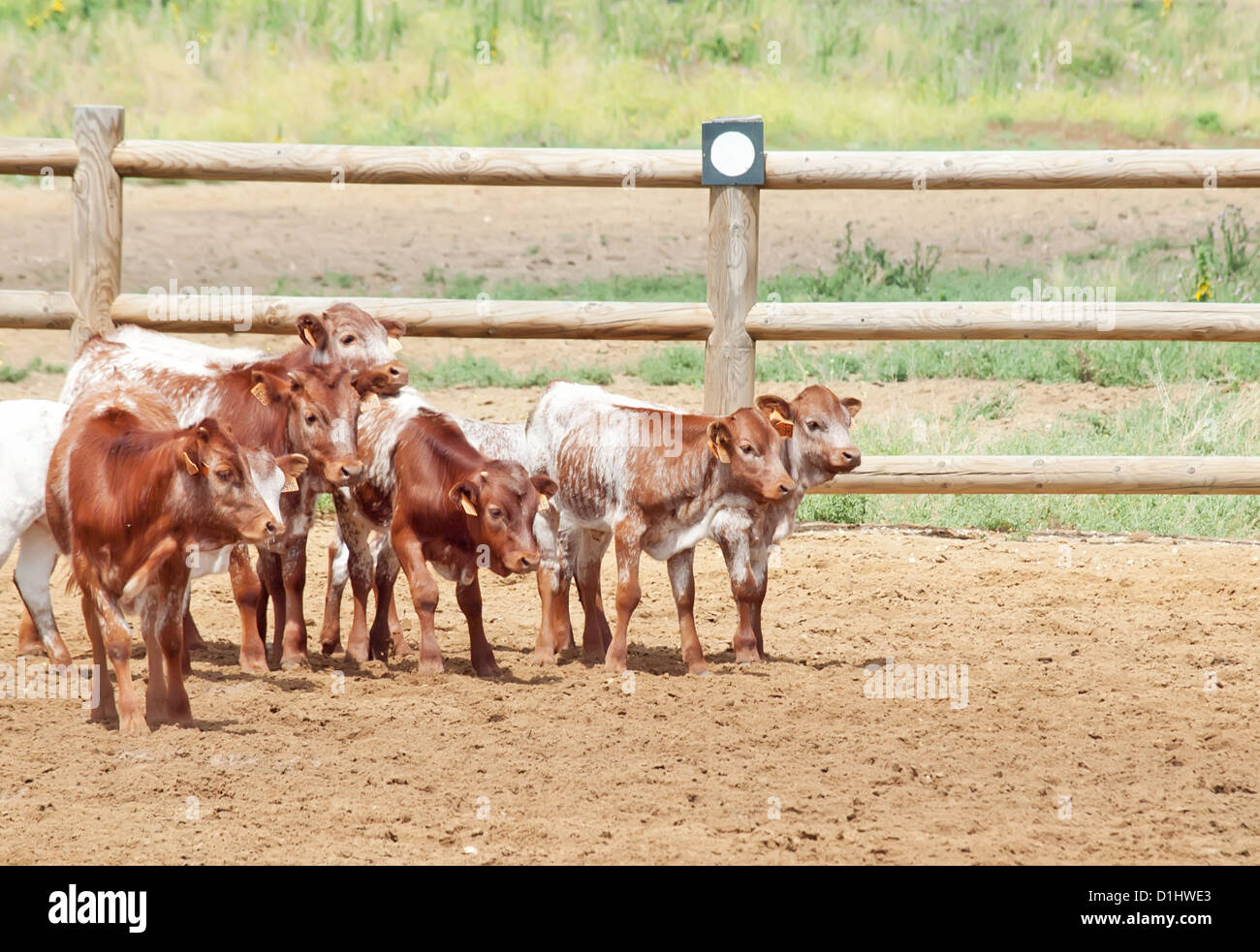 Spanish cowboy hires stock photography and images Alamy