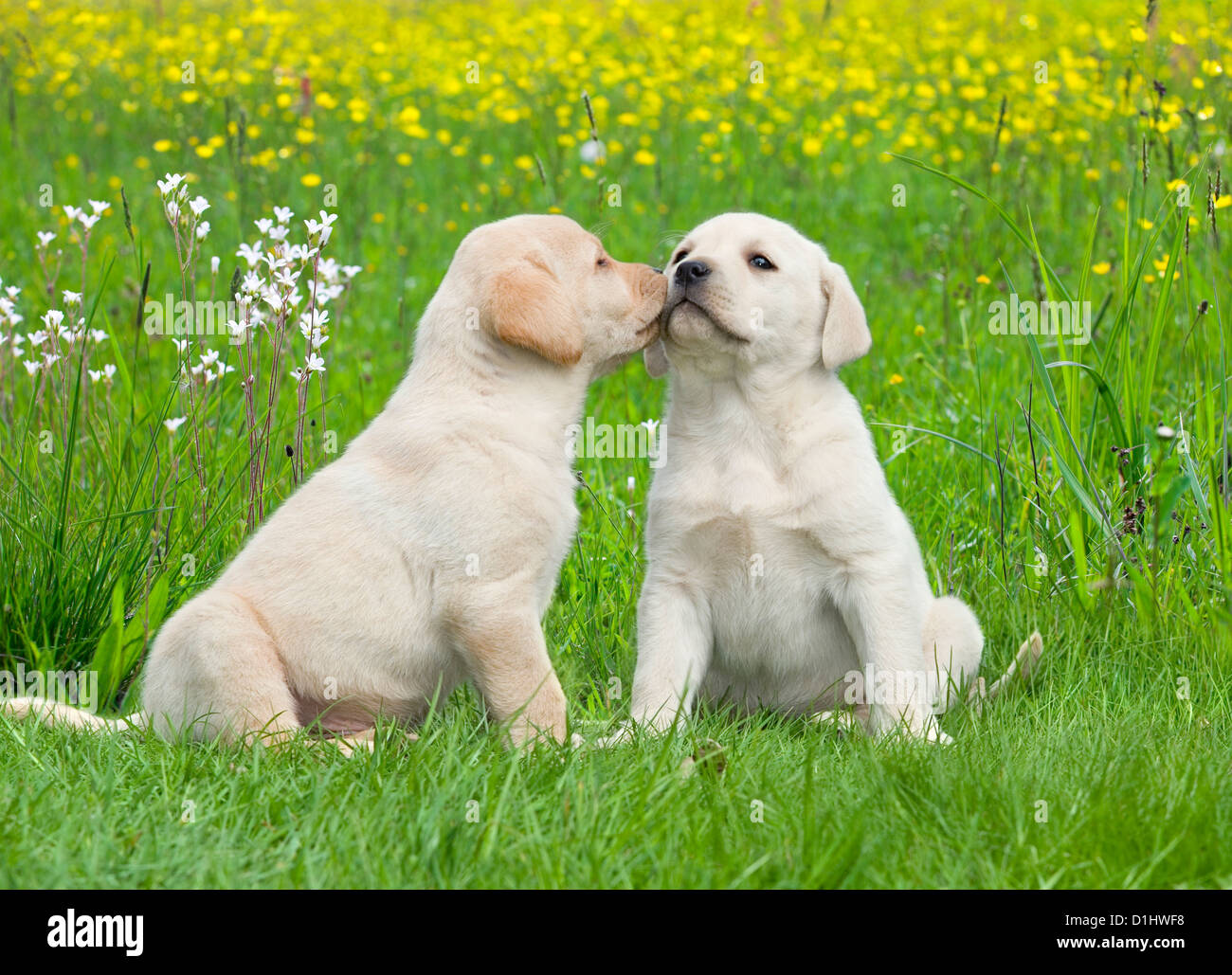 Outdoor portrait of couple young Labrador Retriever dogs Stock Photo