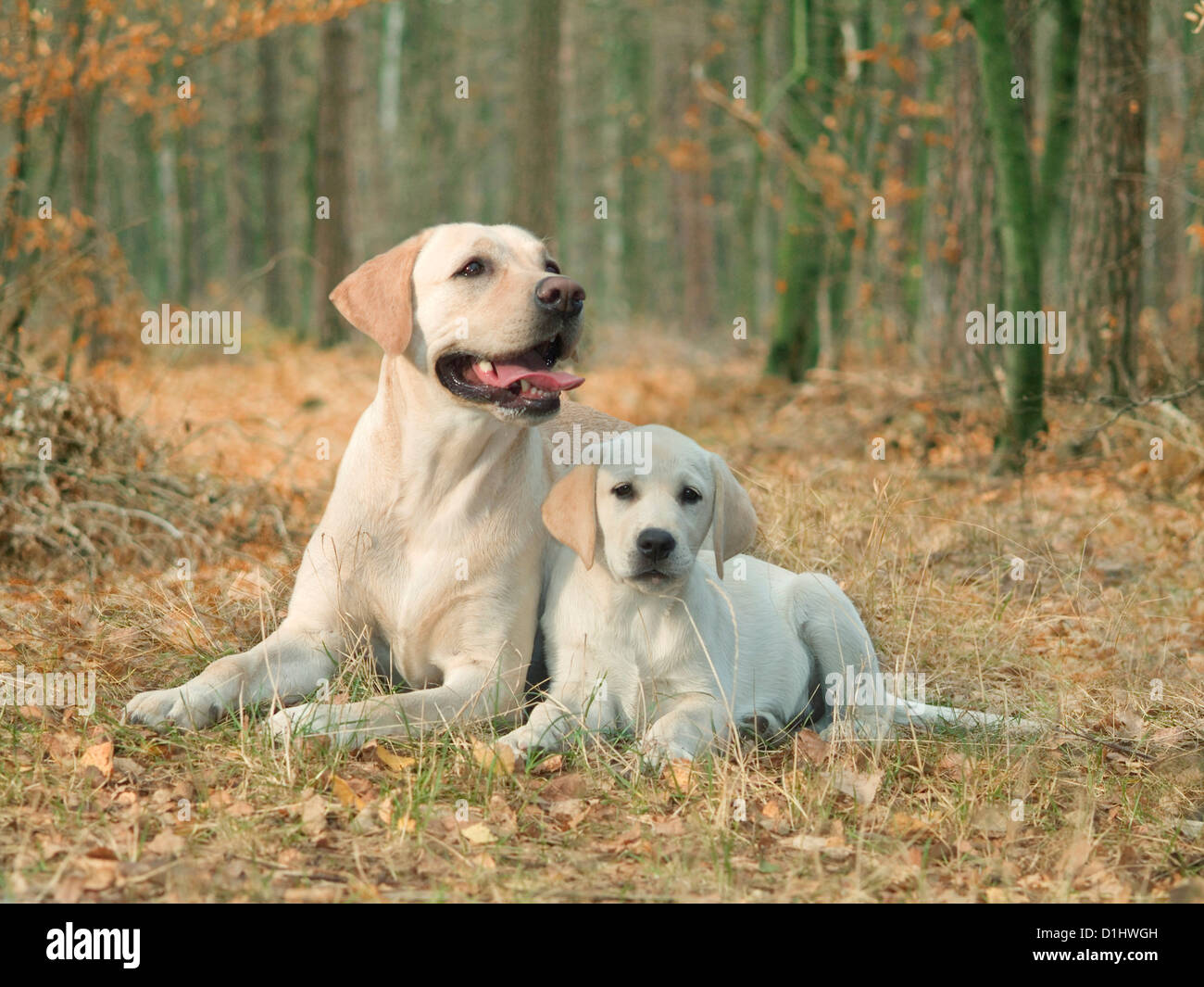 Labrador Retriever dogs in the forest Stock Photo