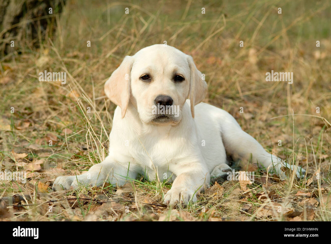 Labrador Retriever Puppies High Resolution Stock Photography And Images Alamy
