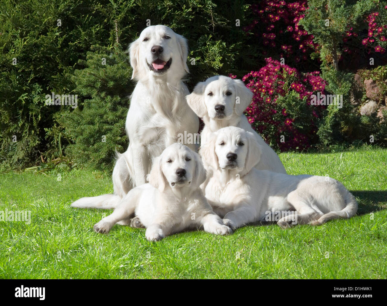 Four Golden Retriever dogs in the garden Stock Photo