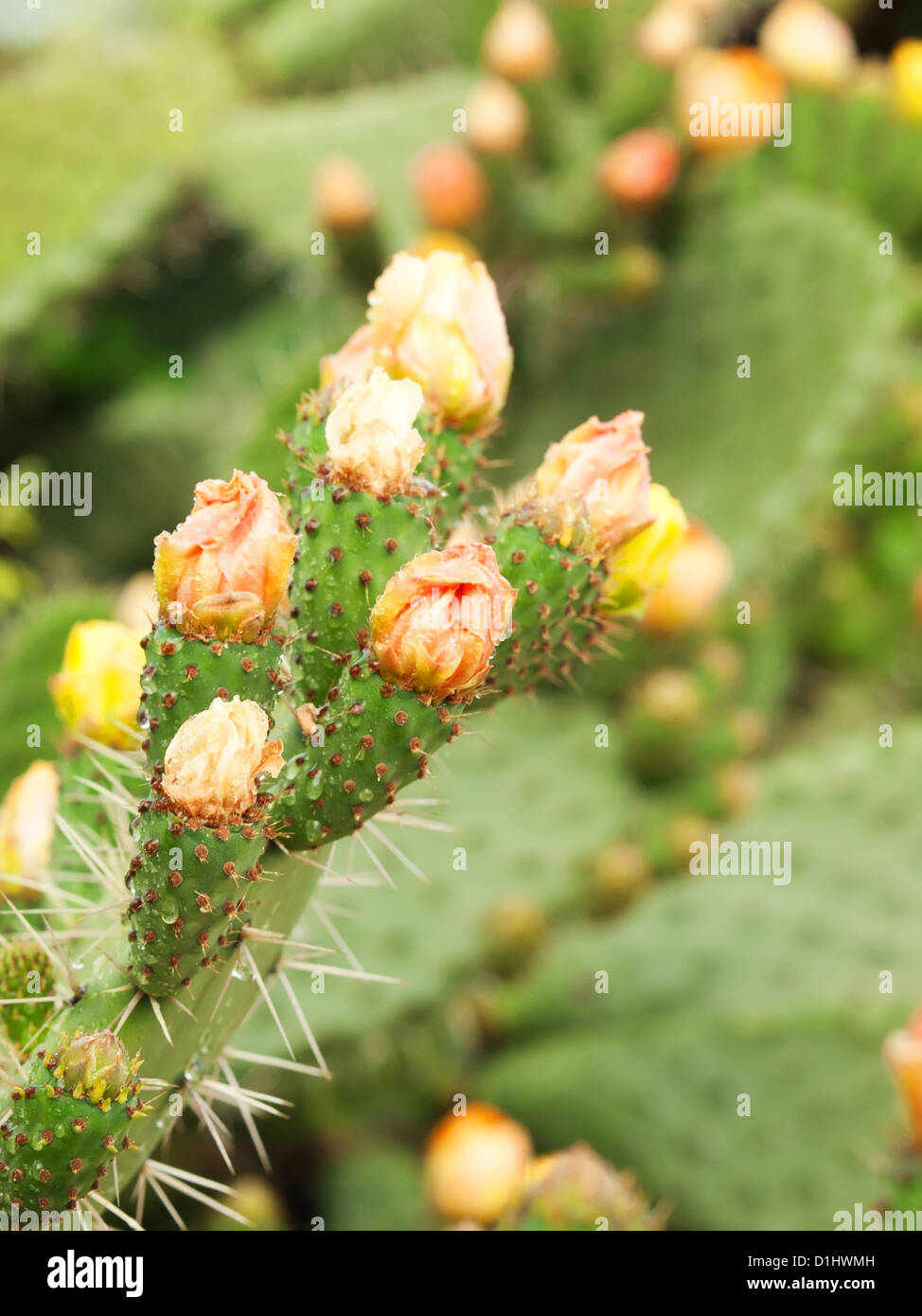 Blooming Prickly Pear or Paddle cactus with yellow flowers in Andalusia, Spain Stock Photo