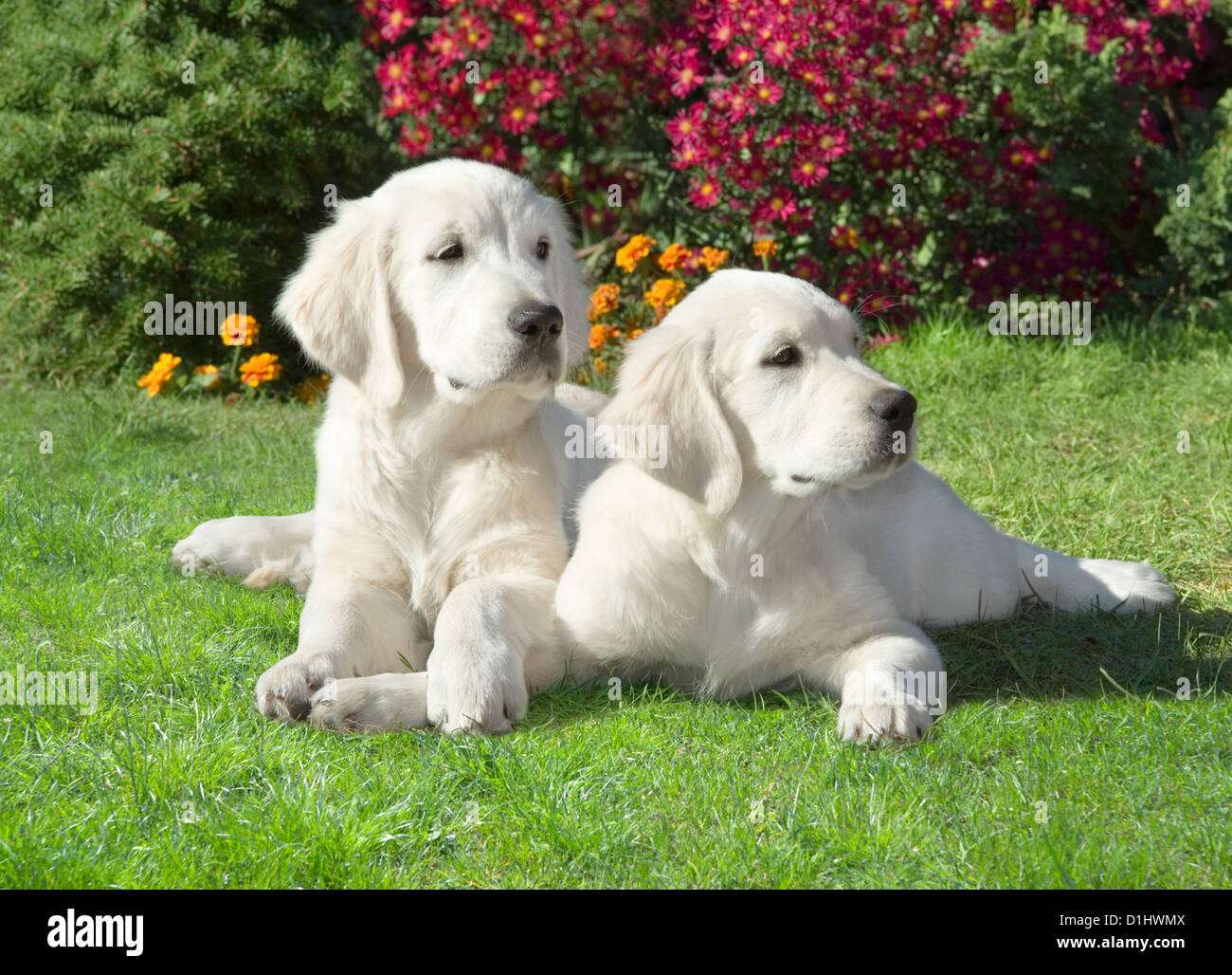 Two Golden Retriever dogs in the garden Stock Photo