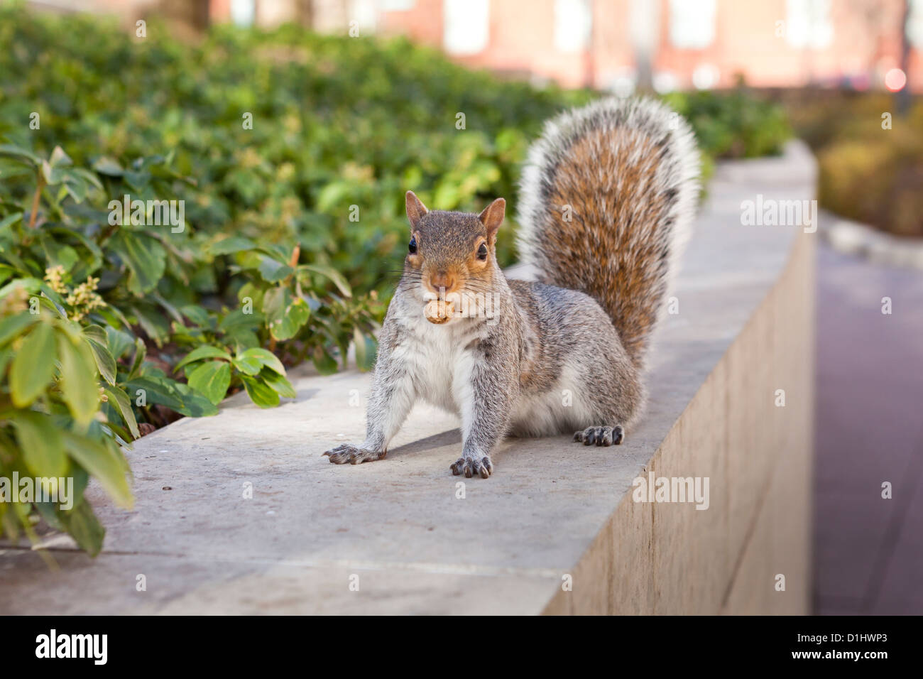 American red squirrel (Tamiasciurus hudsonicus) with peanut in mouth - USA Stock Photo