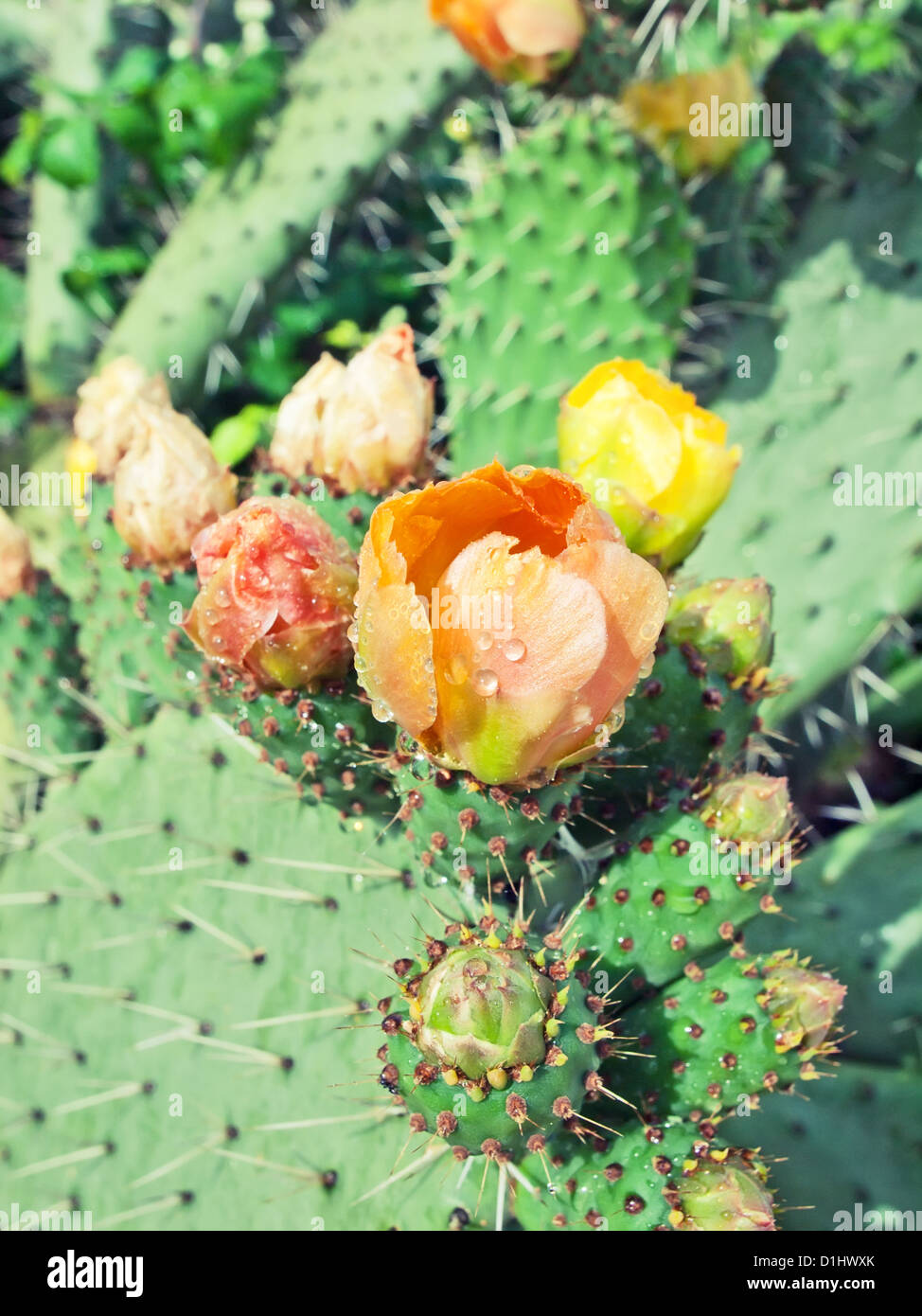 Prickly pear plant (cactus) in blossom after rain Stock Photo