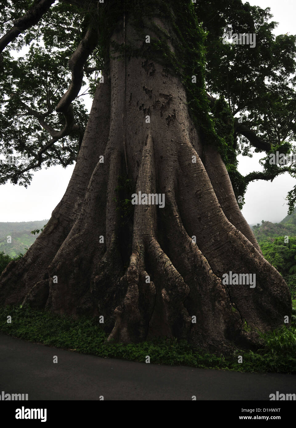 Supportive plank buttress roots of tall rain forest tree by the road to