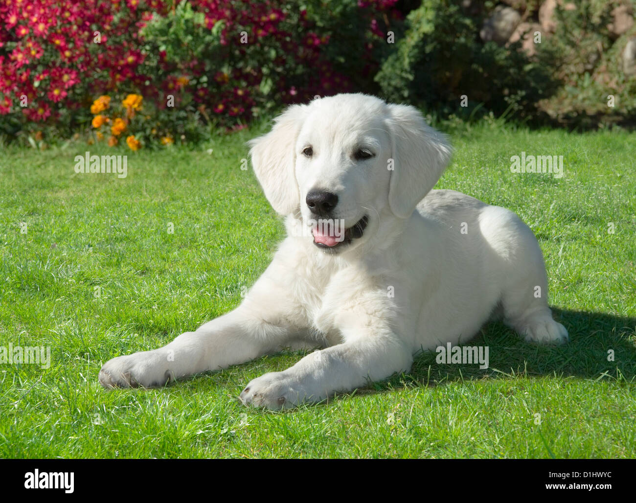 Golden Retriever dog in the garden Stock Photo