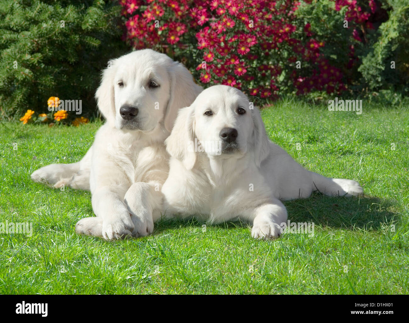 Two Golden Retriever dogs in the garden Stock Photo