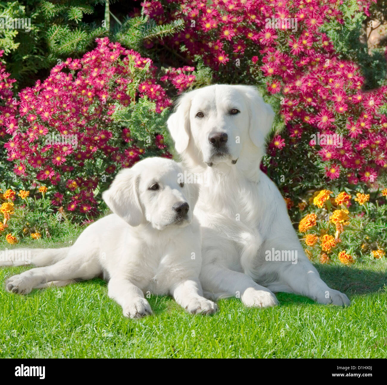 Outdoor portrait of couple Golden Retriever dogs in the flowers Stock ...