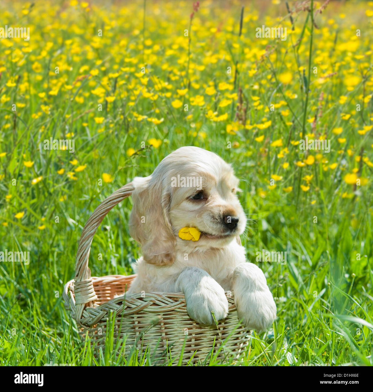 Young English Cocker Spaniel dog puppy in the basket Stock Photo Alamy