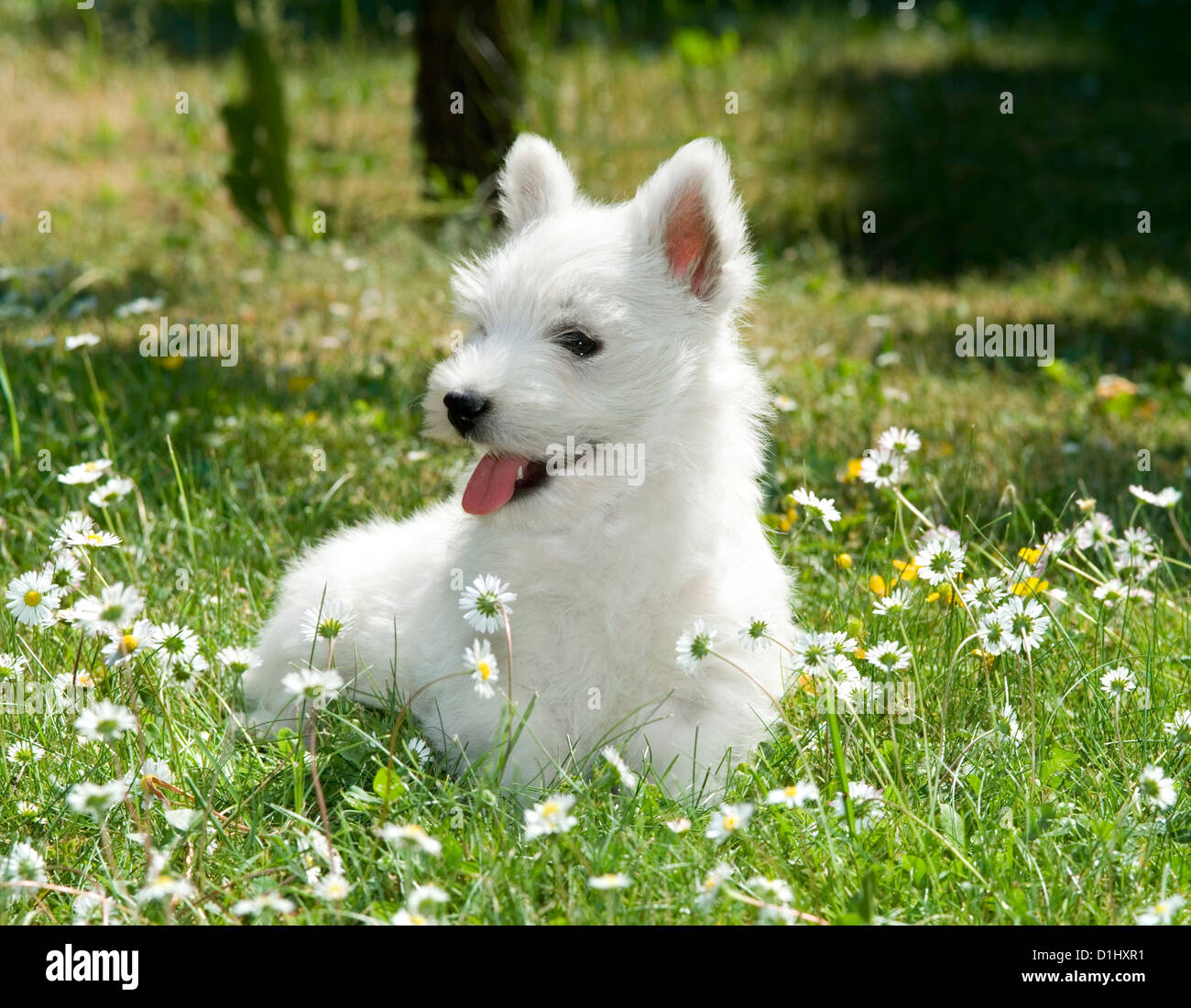 Outdoor portrait of West Highland White Terrier dog in the garden Stock Photo