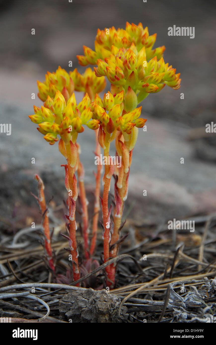 Saprophytic plant in the Uinta Mountains of Utah Stock Photo Alamy