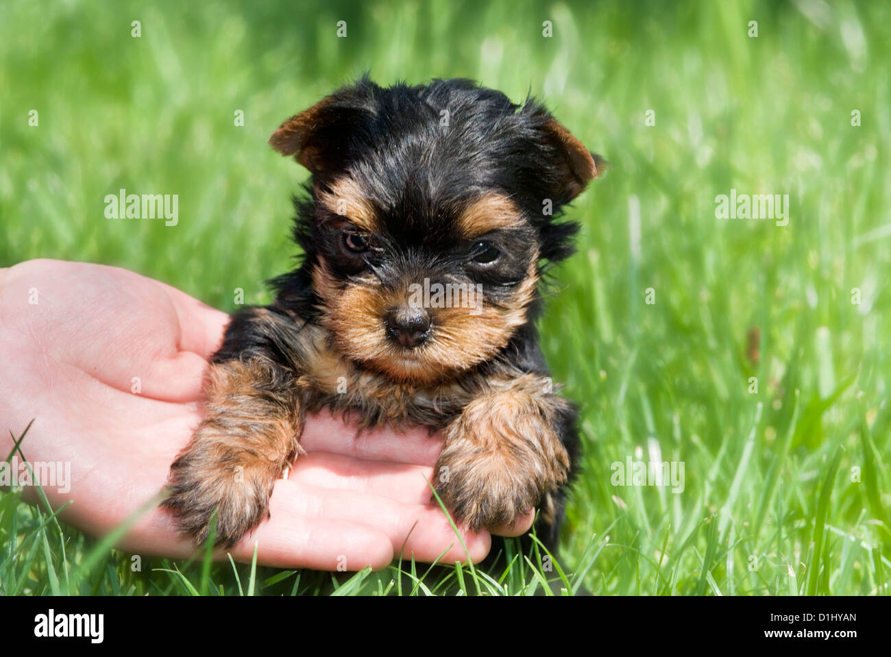 Outdoor close portrait of single young baby Yorkshire Terrier in the grass Stock Photo